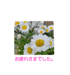 春の花 丁寧言葉（個別スタンプ：28）