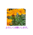 春の花 丁寧言葉（個別スタンプ：30）