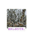 春の花 丁寧言葉（個別スタンプ：31）