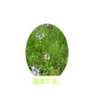 春の花 丁寧言葉（個別スタンプ：35）