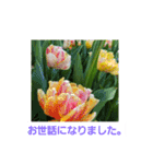 春の花 丁寧言葉（個別スタンプ：37）