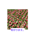 春の花 丁寧言葉（個別スタンプ：38）