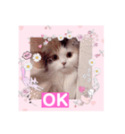 はぴちゃんの日常会話No2（個別スタンプ：2）