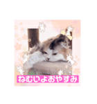 はぴちゃんの日常会話No2（個別スタンプ：3）