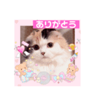 はぴちゃんの日常会話No2（個別スタンプ：7）