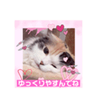 はぴちゃんの日常会話No2（個別スタンプ：12）