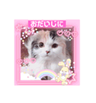 はぴちゃんの日常会話No2（個別スタンプ：13）