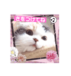 はぴちゃんの日常会話No2（個別スタンプ：15）