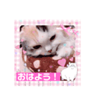 はぴちゃんの日常会話No2（個別スタンプ：16）
