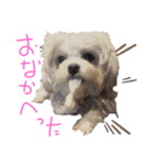 マルチーズ  ②ゲンタ（個別スタンプ：5）