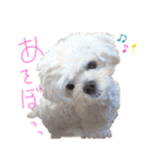 マルチーズ  ②ゲンタ（個別スタンプ：6）