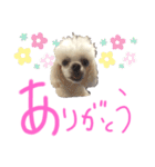 マルチーズ  ②ゲンタ（個別スタンプ：9）