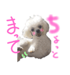 マルチーズ  ②ゲンタ（個別スタンプ：10）