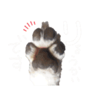 マルチーズ  ②ゲンタ（個別スタンプ：13）