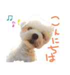 マルチーズ  ②ゲンタ（個別スタンプ：16）