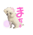 マルチーズ  ②ゲンタ（個別スタンプ：17）