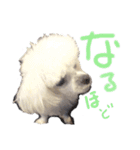 マルチーズ  ②ゲンタ（個別スタンプ：18）