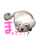 マルチーズ  ②ゲンタ（個別スタンプ：19）