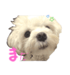 マルチーズ  ②ゲンタ（個別スタンプ：22）
