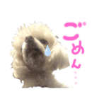 マルチーズ  ②ゲンタ（個別スタンプ：24）