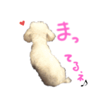 マルチーズ  ②ゲンタ（個別スタンプ：25）