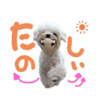 マルチーズ  ②ゲンタ（個別スタンプ：26）