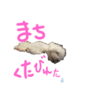 マルチーズ  ②ゲンタ（個別スタンプ：27）