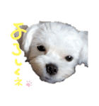 マルチーズ  ②ゲンタ（個別スタンプ：33）
