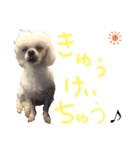 マルチーズ  ②ゲンタ（個別スタンプ：34）