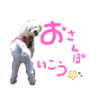 マルチーズ  ②ゲンタ（個別スタンプ：37）