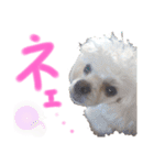 マルチーズ  ②ゲンタ（個別スタンプ：38）