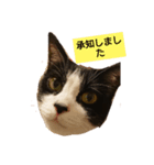 YUKIPのにゃーちゃん（個別スタンプ：1）
