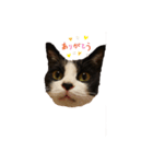YUKIPのにゃーちゃん（個別スタンプ：3）