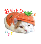 ねこちゃんズ☆（個別スタンプ：1）