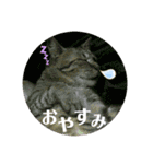 ねこちゃんズ☆（個別スタンプ：2）