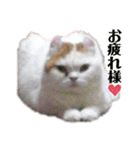 ねこちゃんズ☆（個別スタンプ：3）