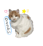 ねこちゃんズ☆（個別スタンプ：8）