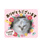 ねこちゃんズ☆（個別スタンプ：9）
