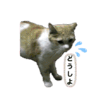 ねこちゃんズ☆（個別スタンプ：10）