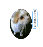 ねこちゃんズ☆（個別スタンプ：12）