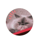 ねこちゃんズ☆（個別スタンプ：13）