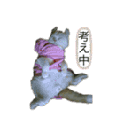 ねこちゃんズ☆（個別スタンプ：14）