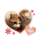 ねこちゃんズ☆（個別スタンプ：15）