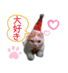 ねこちゃんズ☆（個別スタンプ：16）