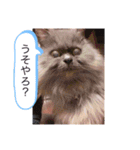 チャコとモコさん（個別スタンプ：14）