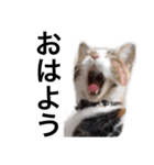猛将の姫 おこめ（個別スタンプ：1）