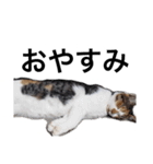 猛将の姫 おこめ（個別スタンプ：2）