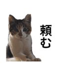 猛将の姫 おこめ（個別スタンプ：4）