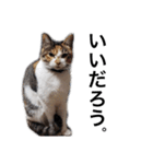 猛将の姫 おこめ（個別スタンプ：6）