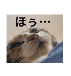 猛将の姫 おこめ（個別スタンプ：7）